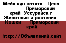 Мейн кун котята › Цена ­ 30 000 - Приморский край, Уссурийск г. Животные и растения » Кошки   . Приморский край